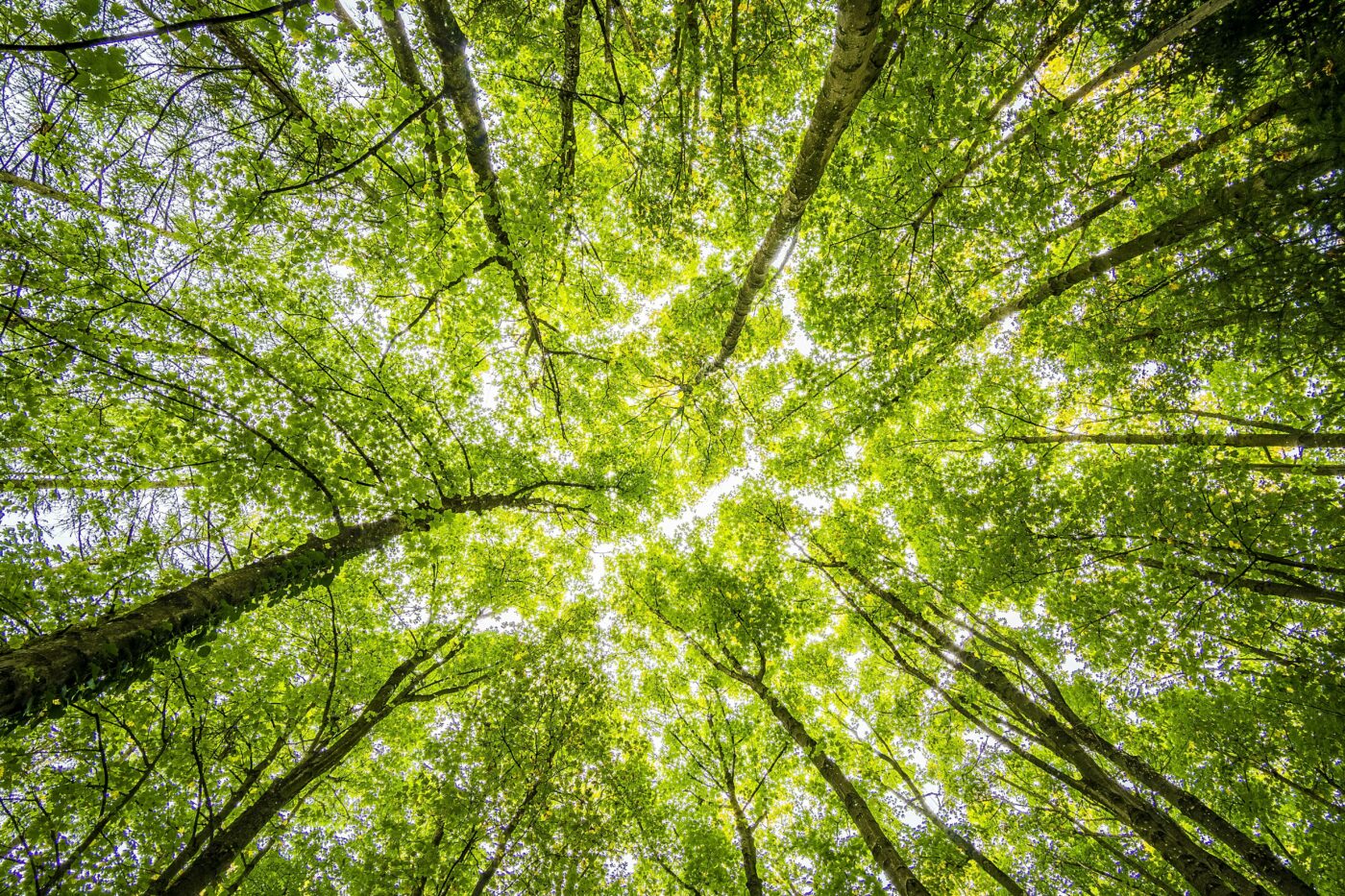 A view looking up at a forest canopy, with tall trees forming a circular frame around the sky. Sunlight filters through the dense green leaves, creating a bright, natural pattern of light and shadow.