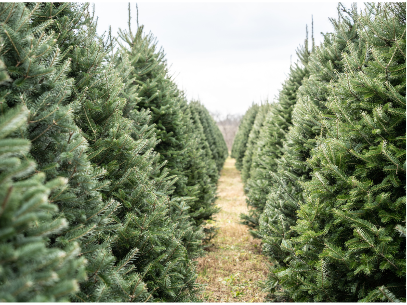 A path runs between rows of natural green Christmas trees.